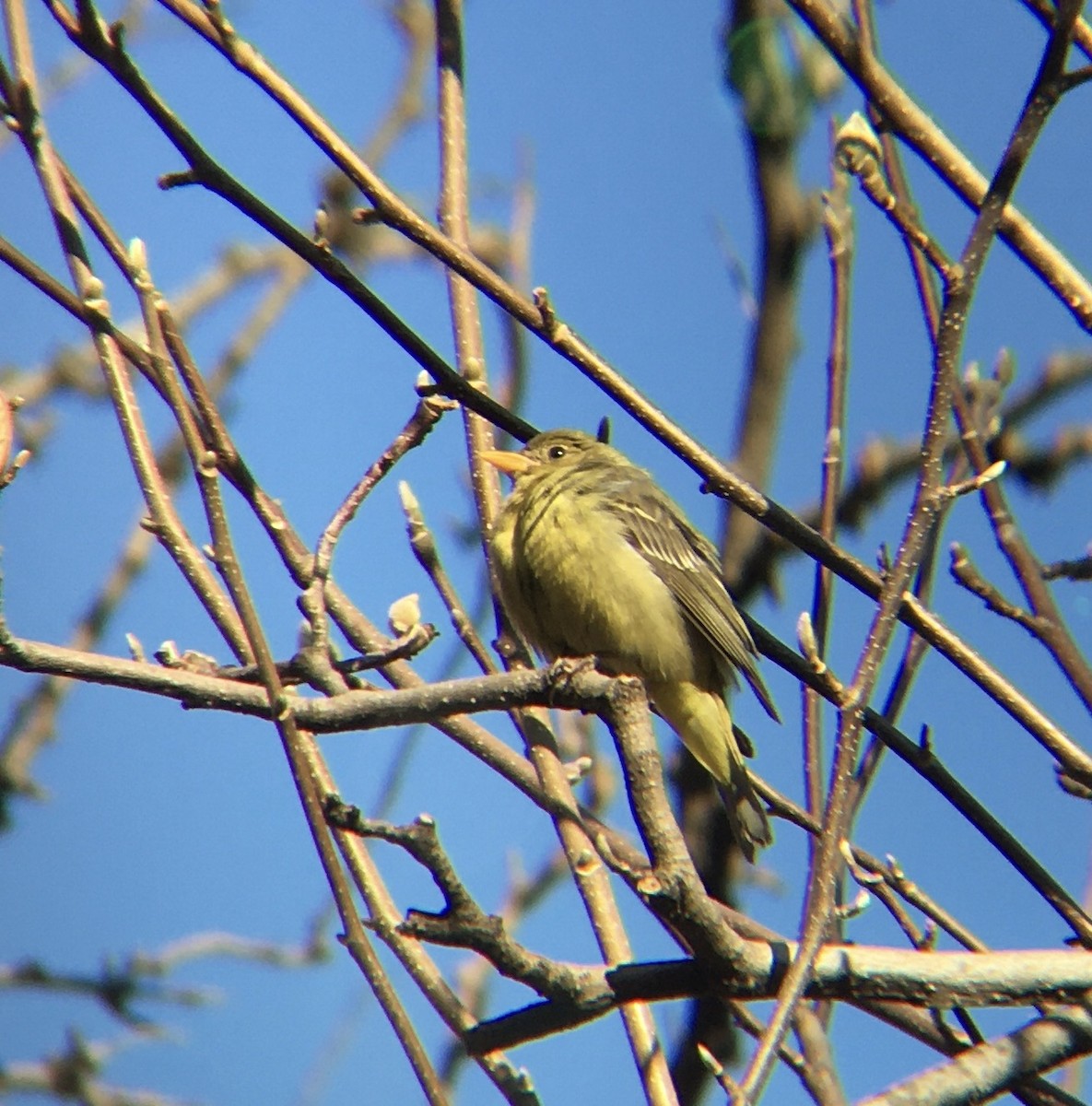 Western Tanager - ML408685411