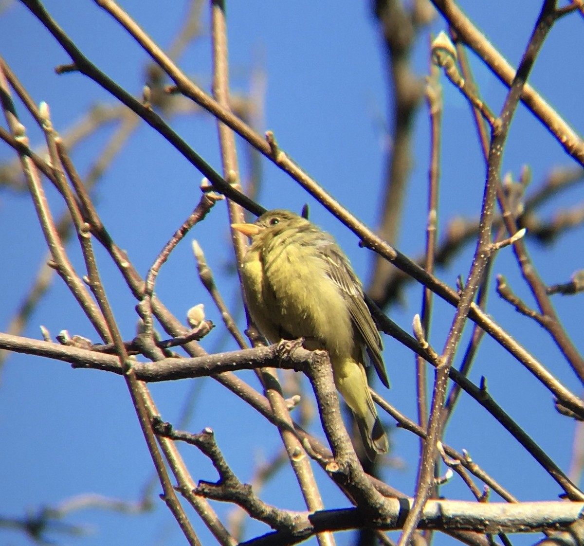 Western Tanager - ML408685431