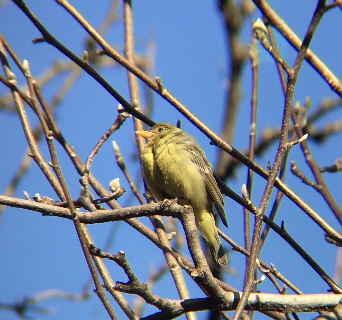 Piranga à tête rouge - ML408685431