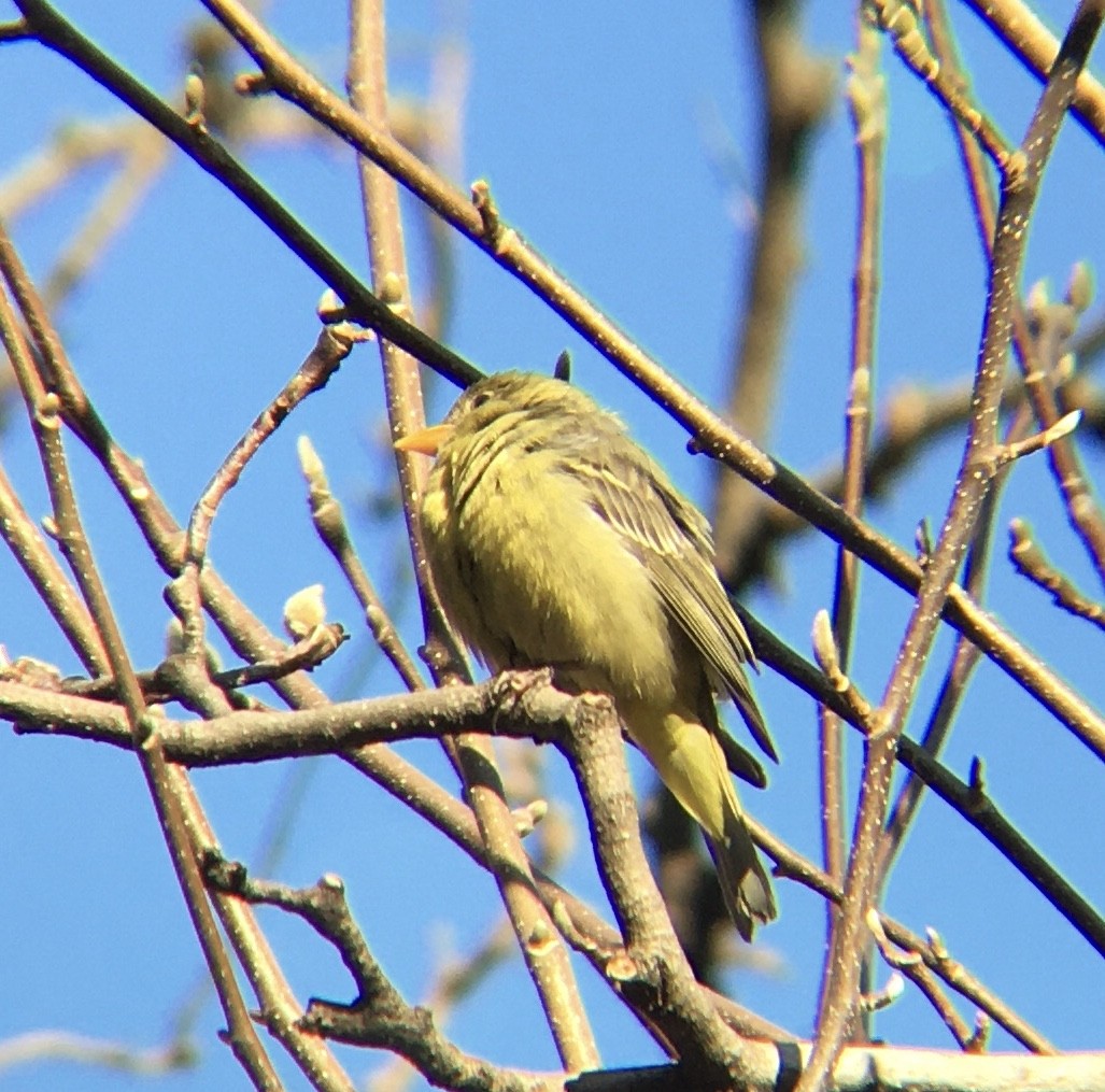 Western Tanager - ML408685451