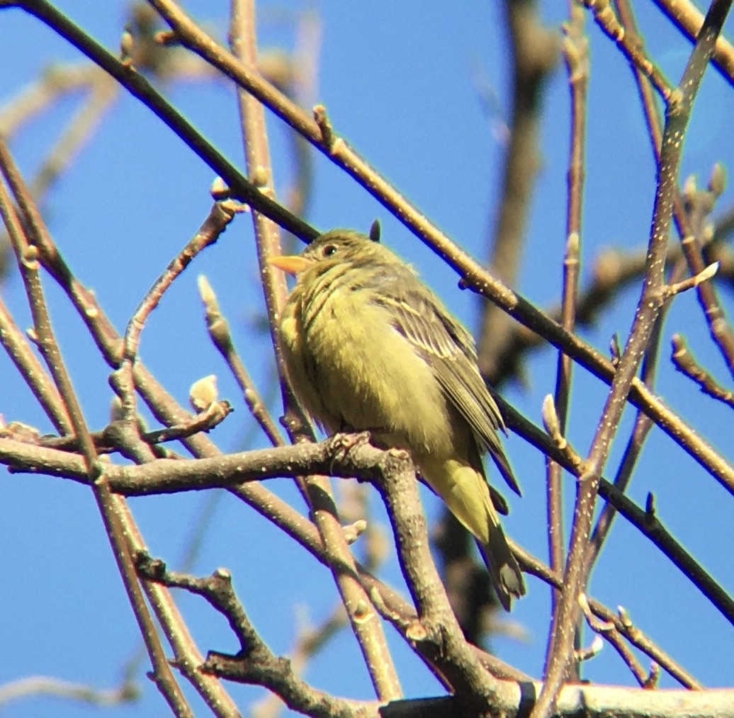 Western Tanager - ML408685461