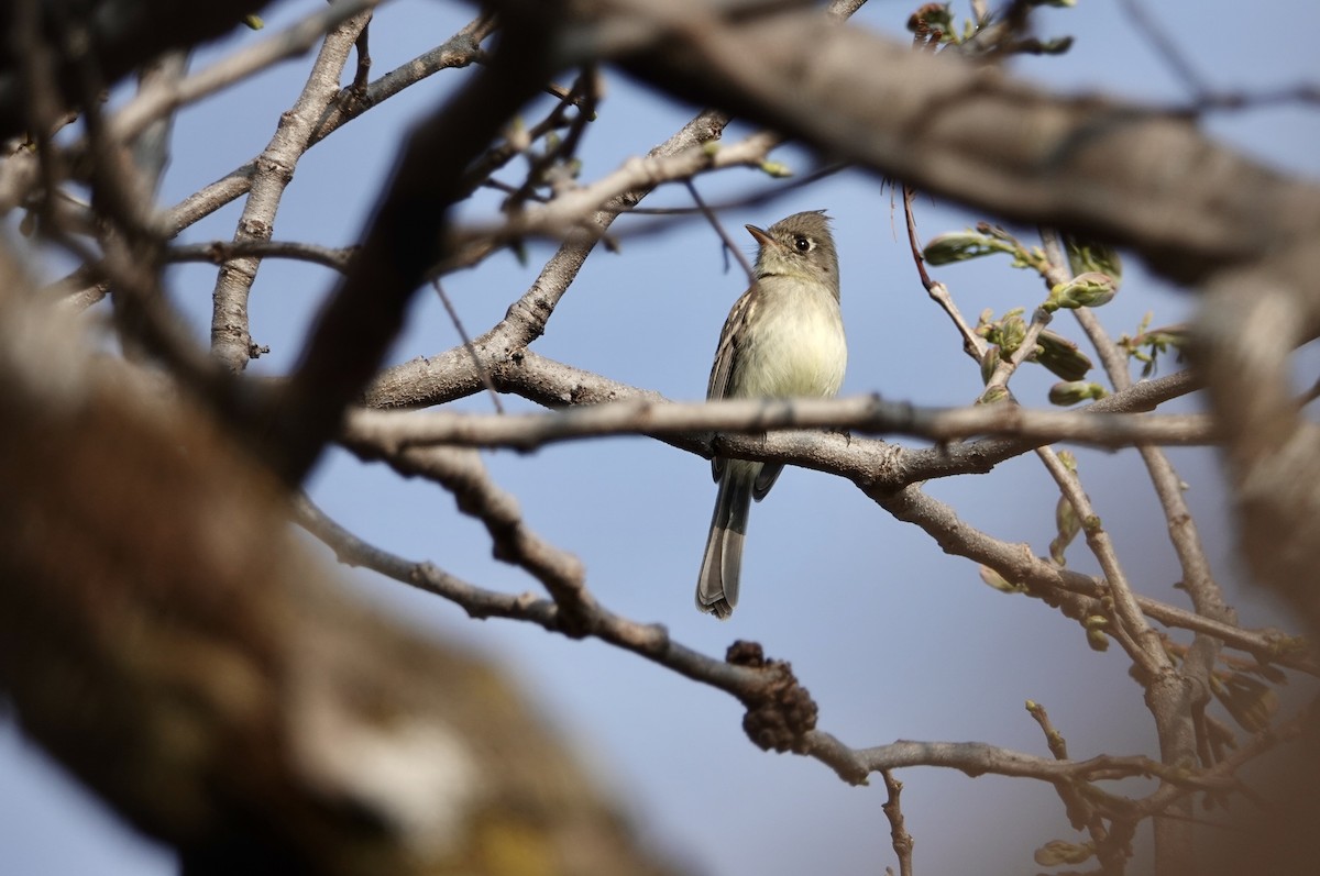 Pileated Flycatcher - ML408687181