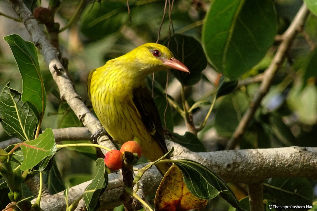 žluva asijská - ML40868761