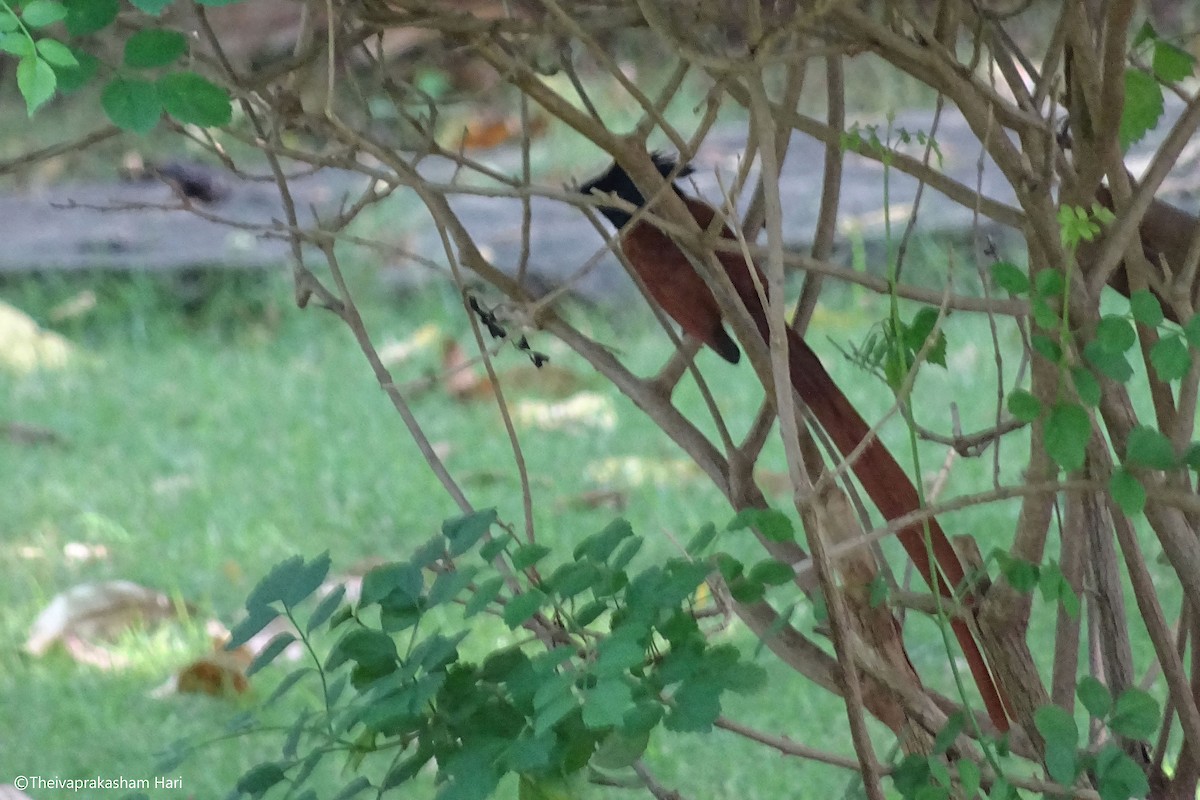 lejskovec rajský - ML40868801