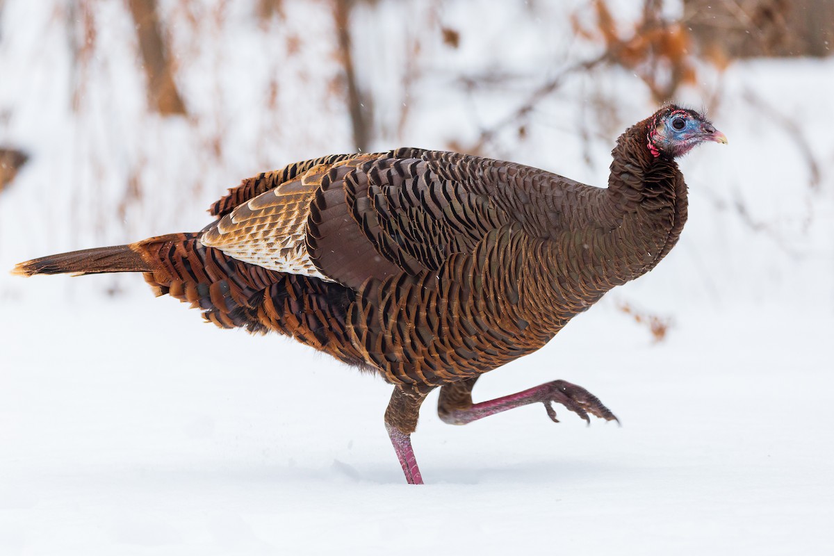 Wild Turkey - ML408689311