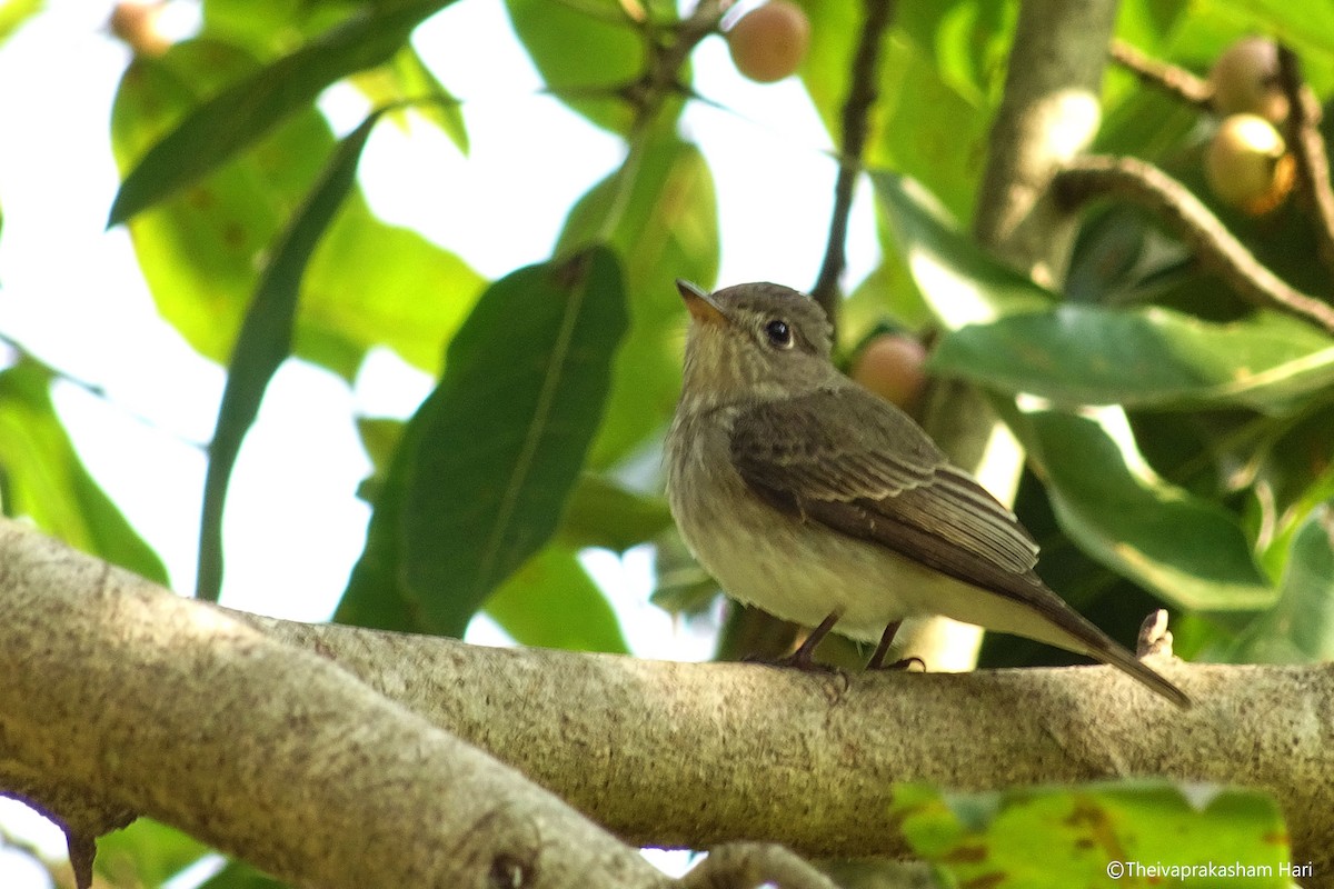 lejsek asijský - ML40868961