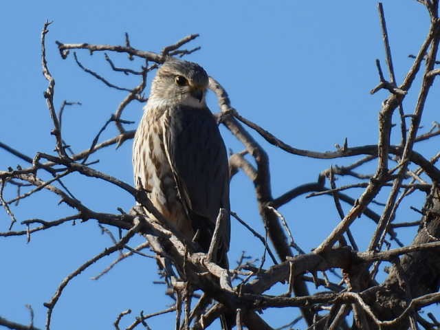 Merlin - ML408690711