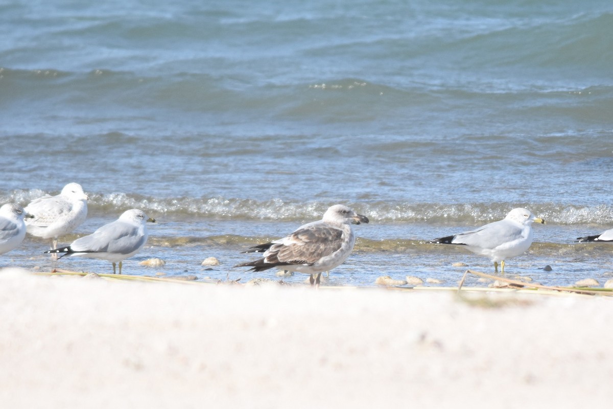 Yellow-footed Gull - ML408690811