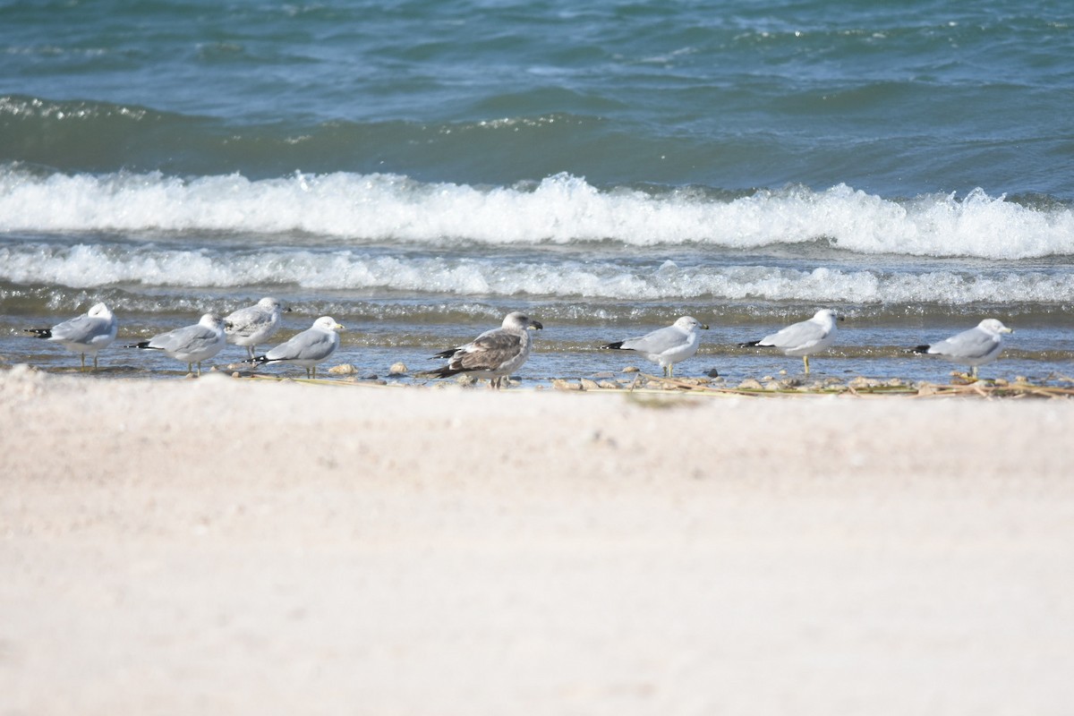 Yellow-footed Gull - ML408690841