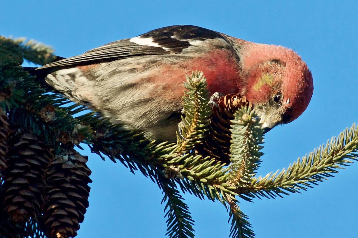 White-winged Crossbill - Jack & Holly Bartholmai