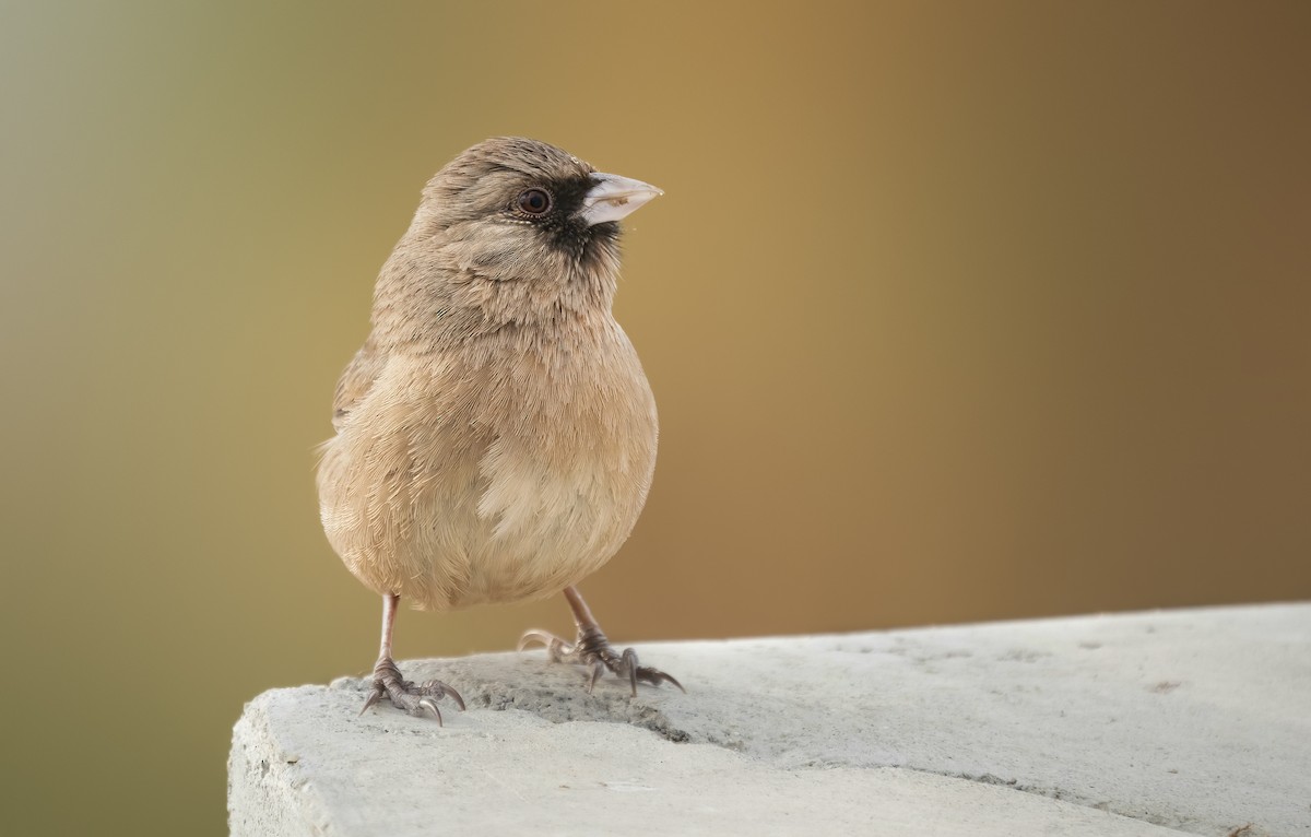 Abert's Towhee - ML408692351