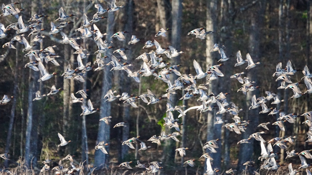 Green-winged Teal - ML408692401