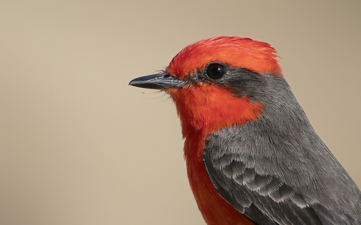 Vermilion Flycatcher - Anonymous