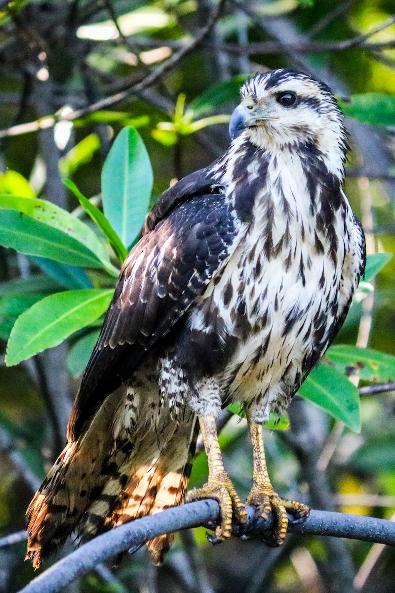Common Black Hawk - ML408693851