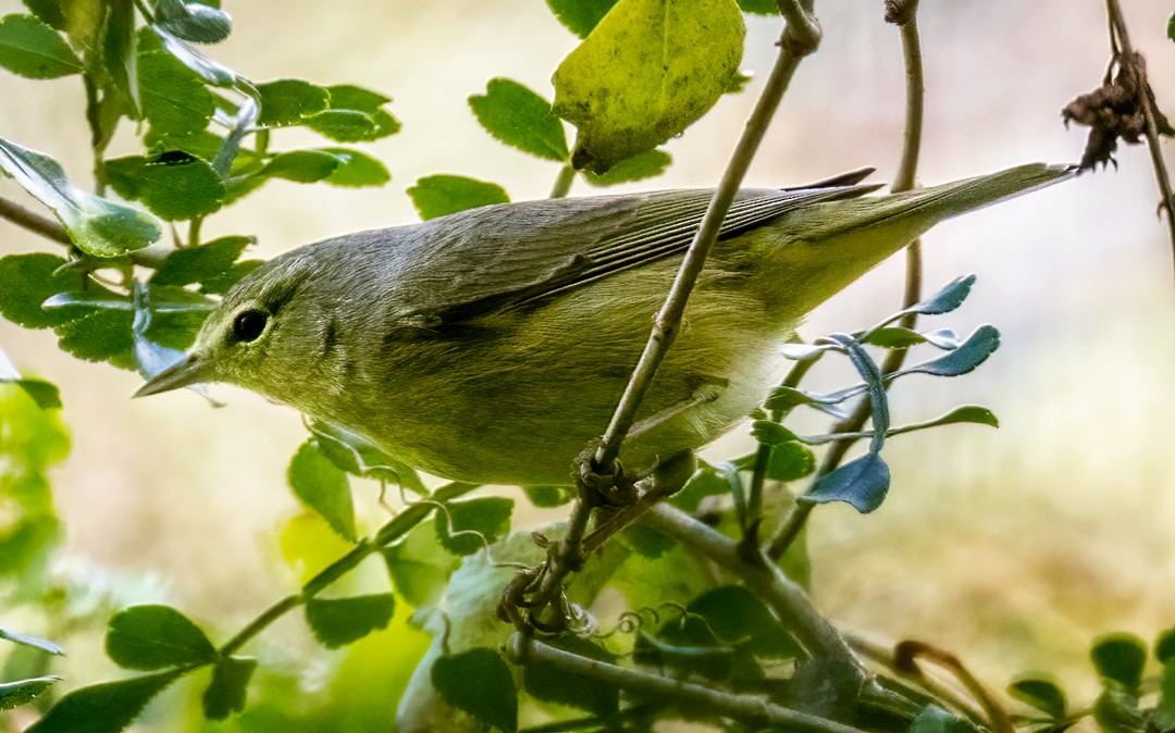 Orange-crowned Warbler - ML408693891