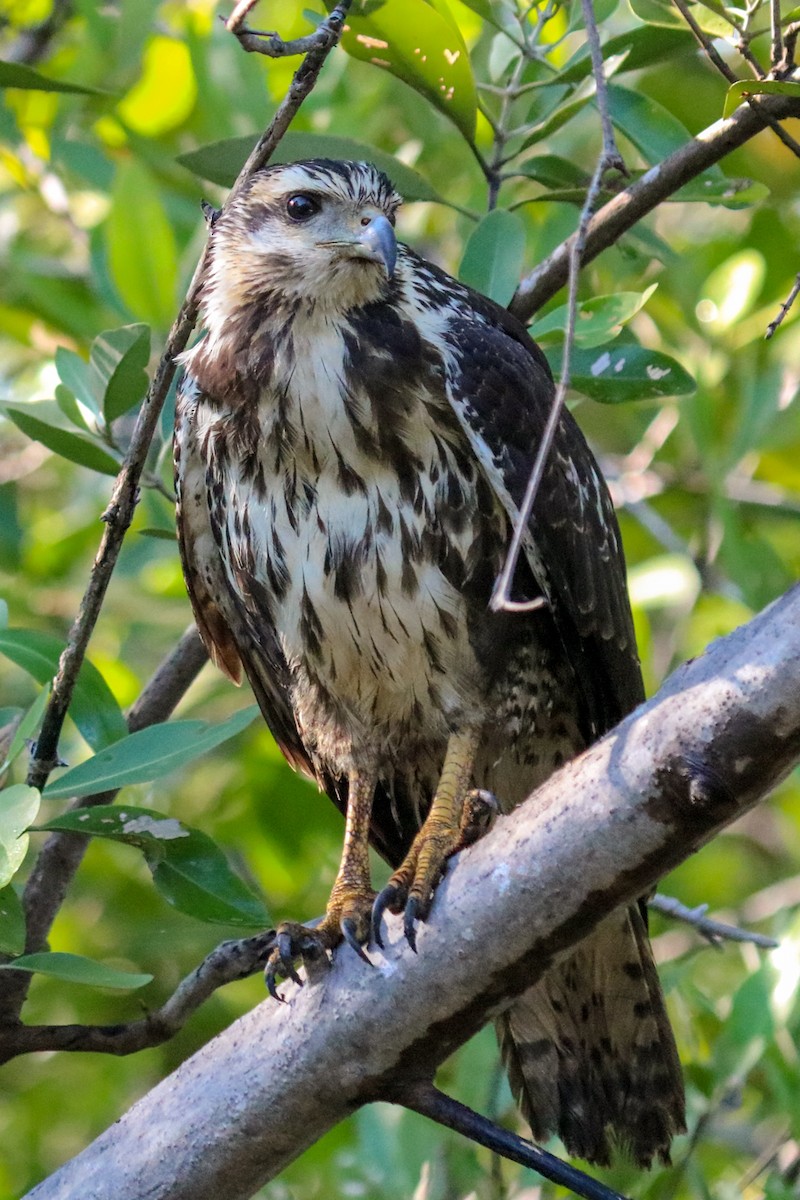 Common Black Hawk - ML408693951
