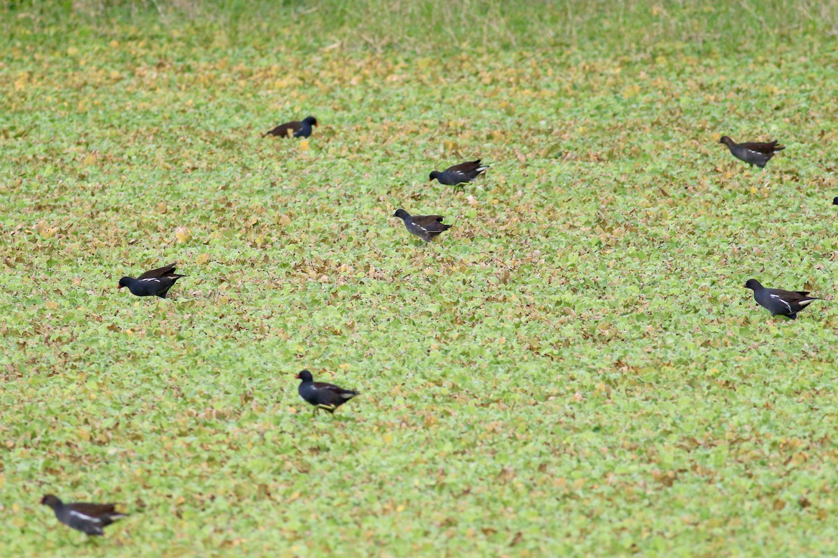 Eurasian Moorhen - ML40869471