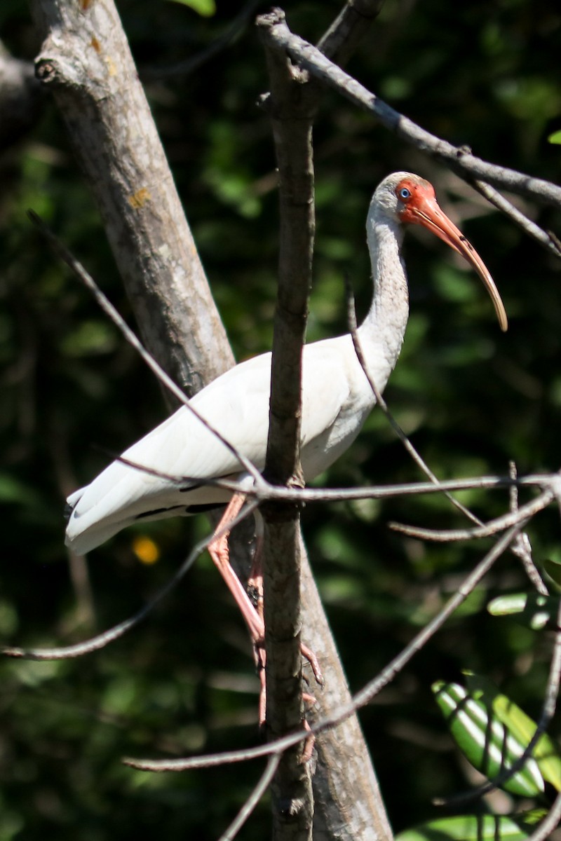 ibis bílý - ML408694771