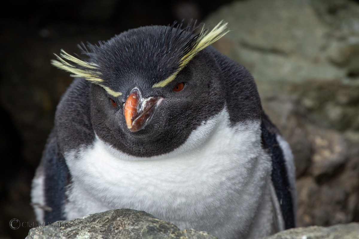 Southern Rockhopper Penguin (Eastern) - Cleland Wallace