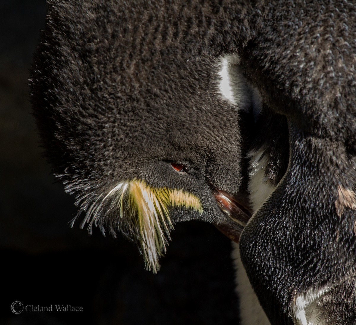 Southern Rockhopper Penguin (Eastern) - Cleland Wallace