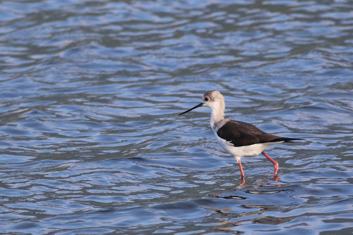 Black-winged Stilt - ML40869601