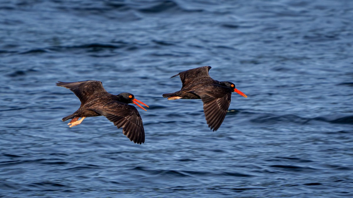 Black Oystercatcher - Peter Lypkie