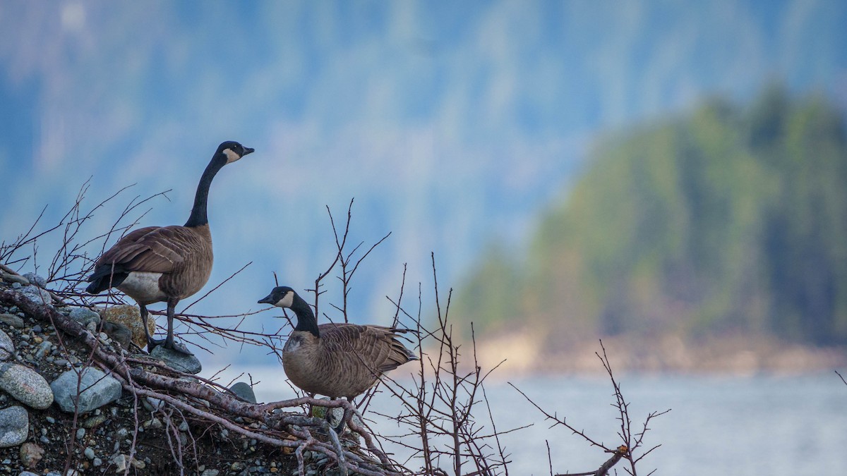 Canada Goose - Peter Lypkie