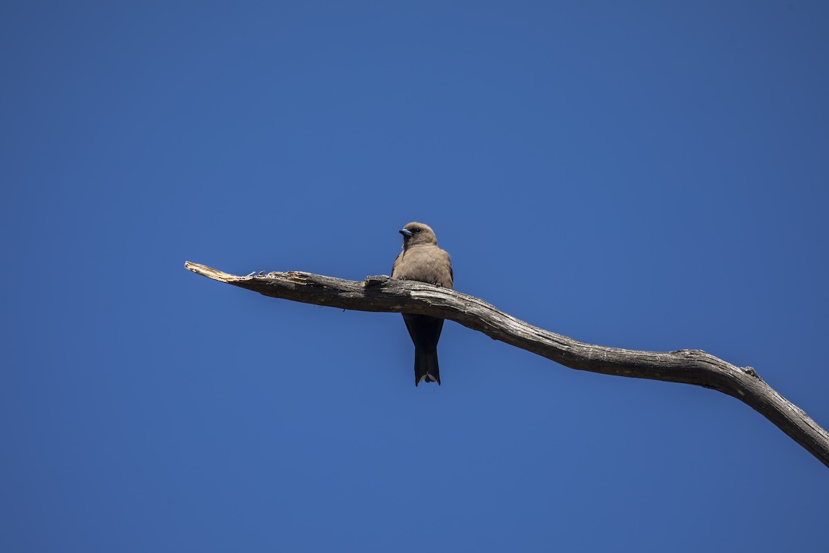 Dusky Woodswallow - ML408696601