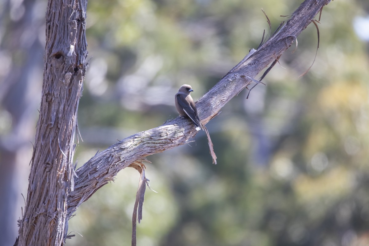 Dusky Woodswallow - ML408696721