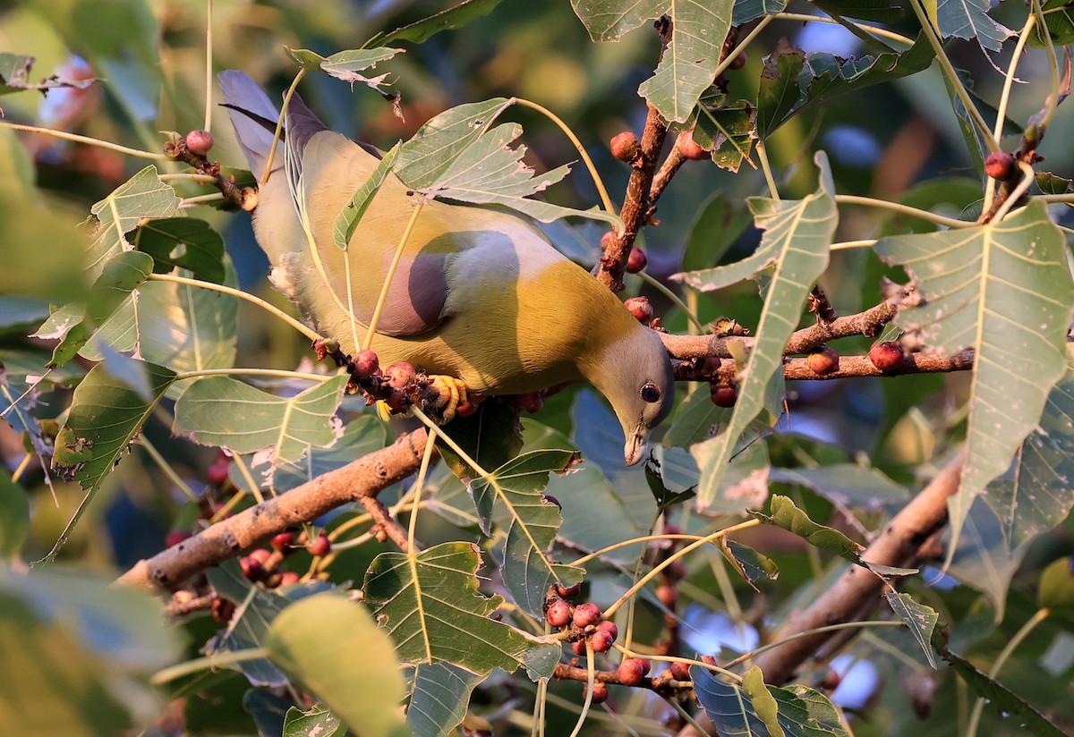 Yellow-footed Green-Pigeon - Hemanya Radadia