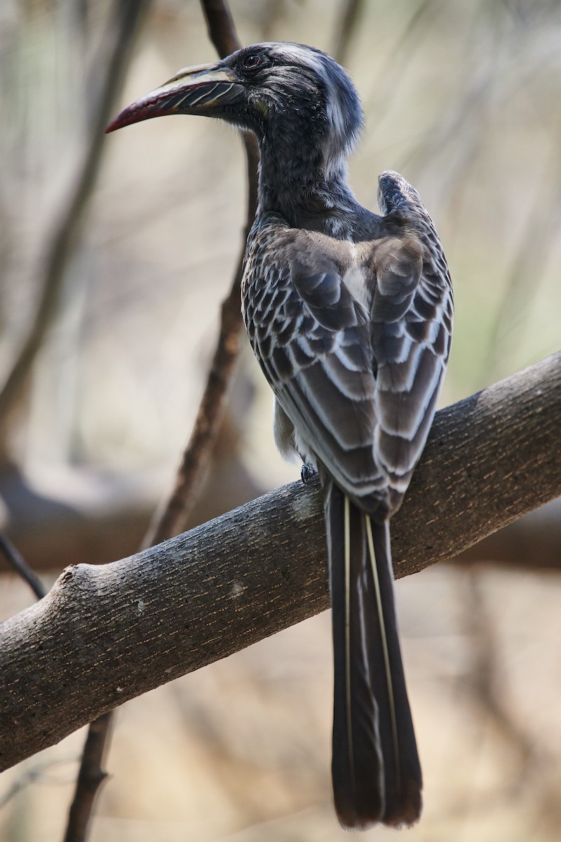 African Gray Hornbill - Nick Hamatake