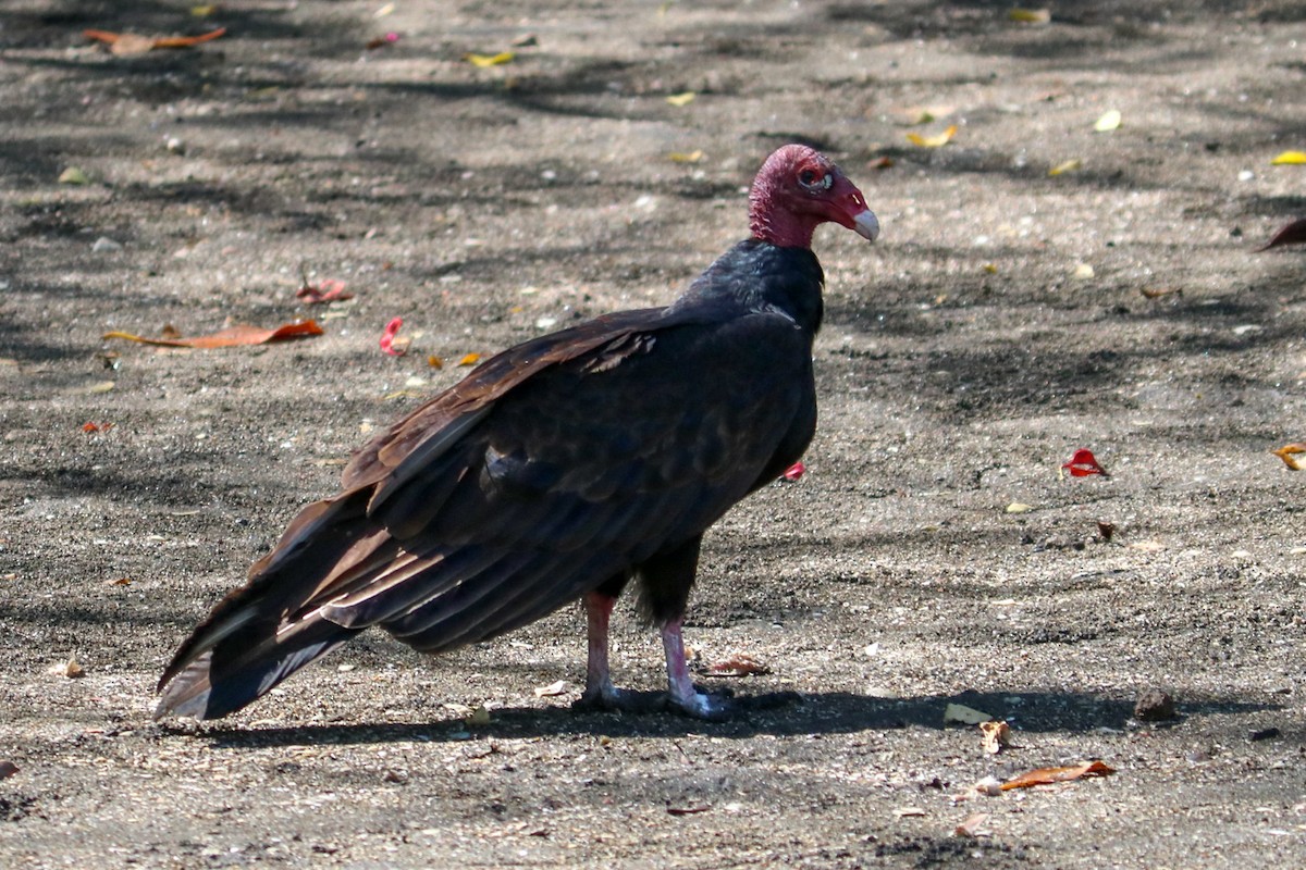 Turkey Vulture - ML408697791