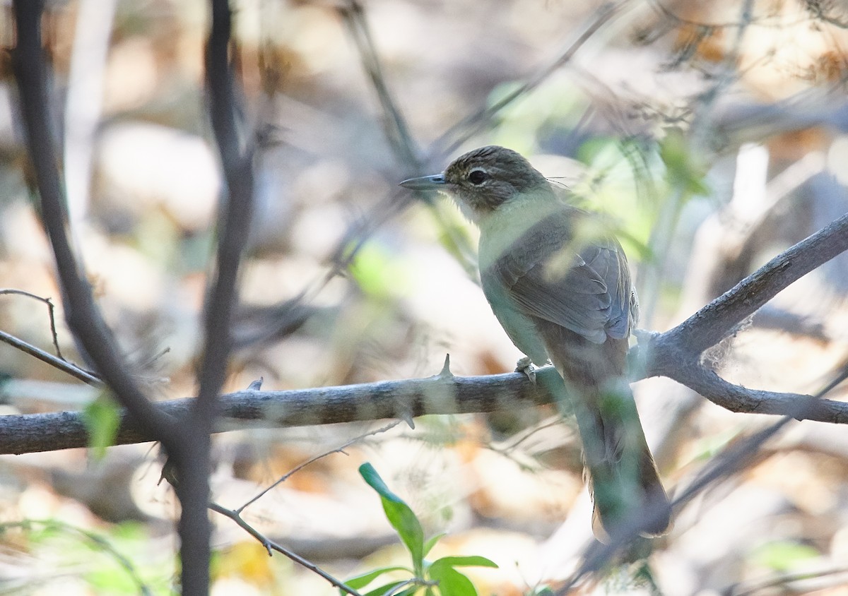 Marico Flycatcher - ML408697801