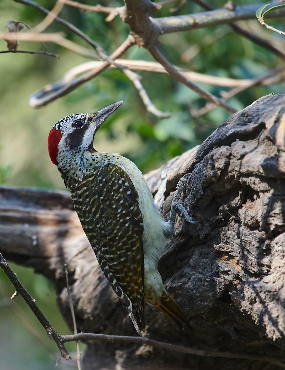 Bennett's Woodpecker - ML408697891