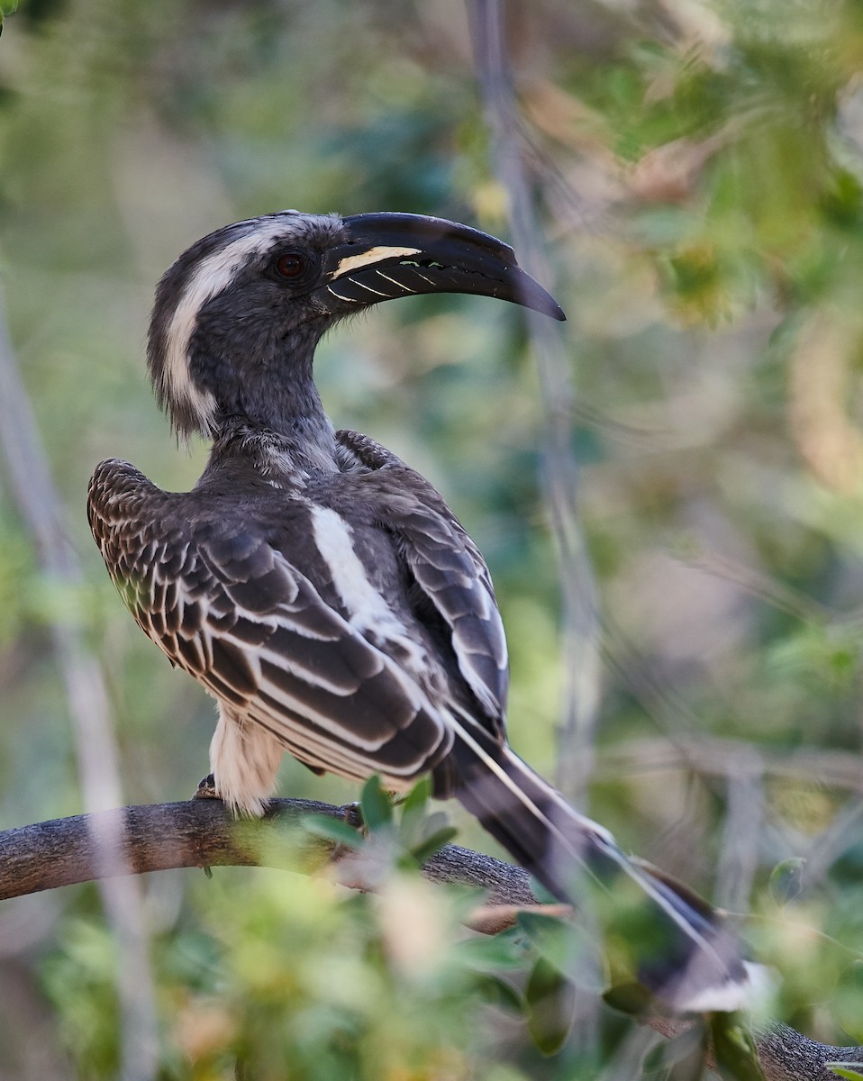 African Gray Hornbill - ML408698001