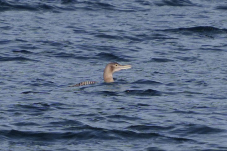 Yellow-billed Loon - Peter Lypkie