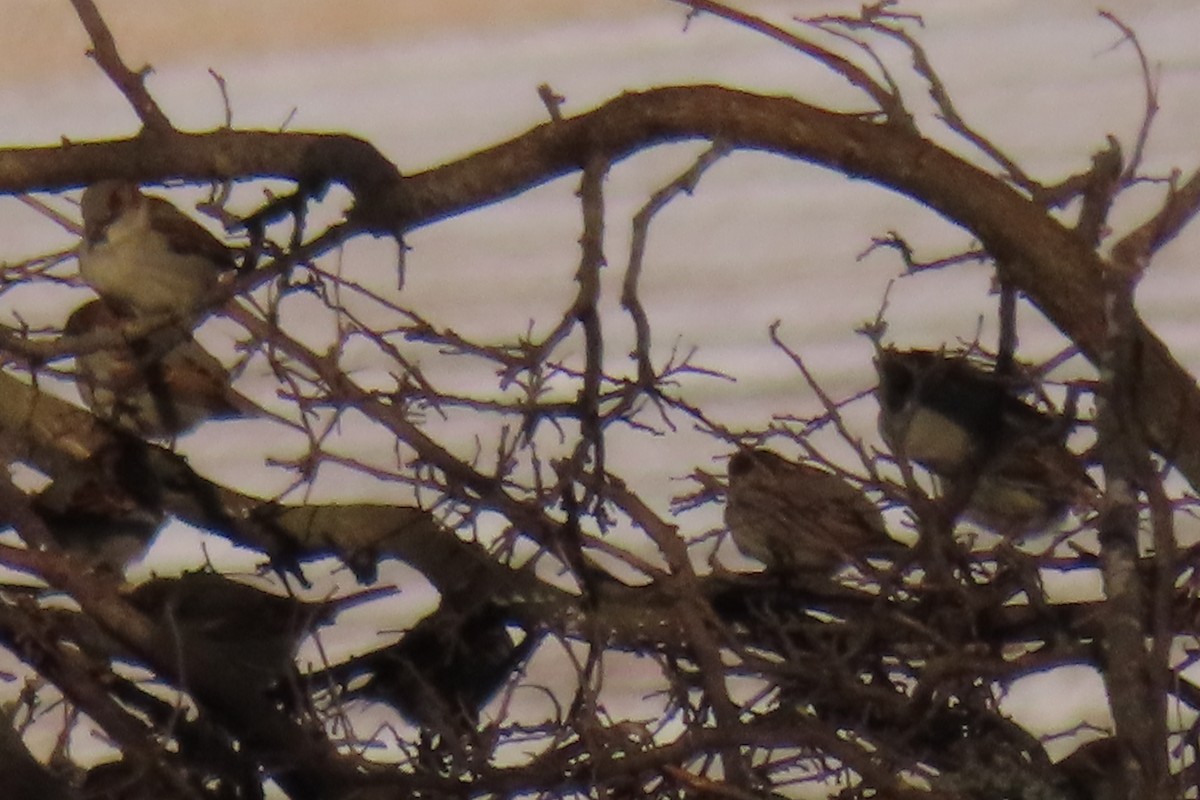 House Sparrow - ML408698431
