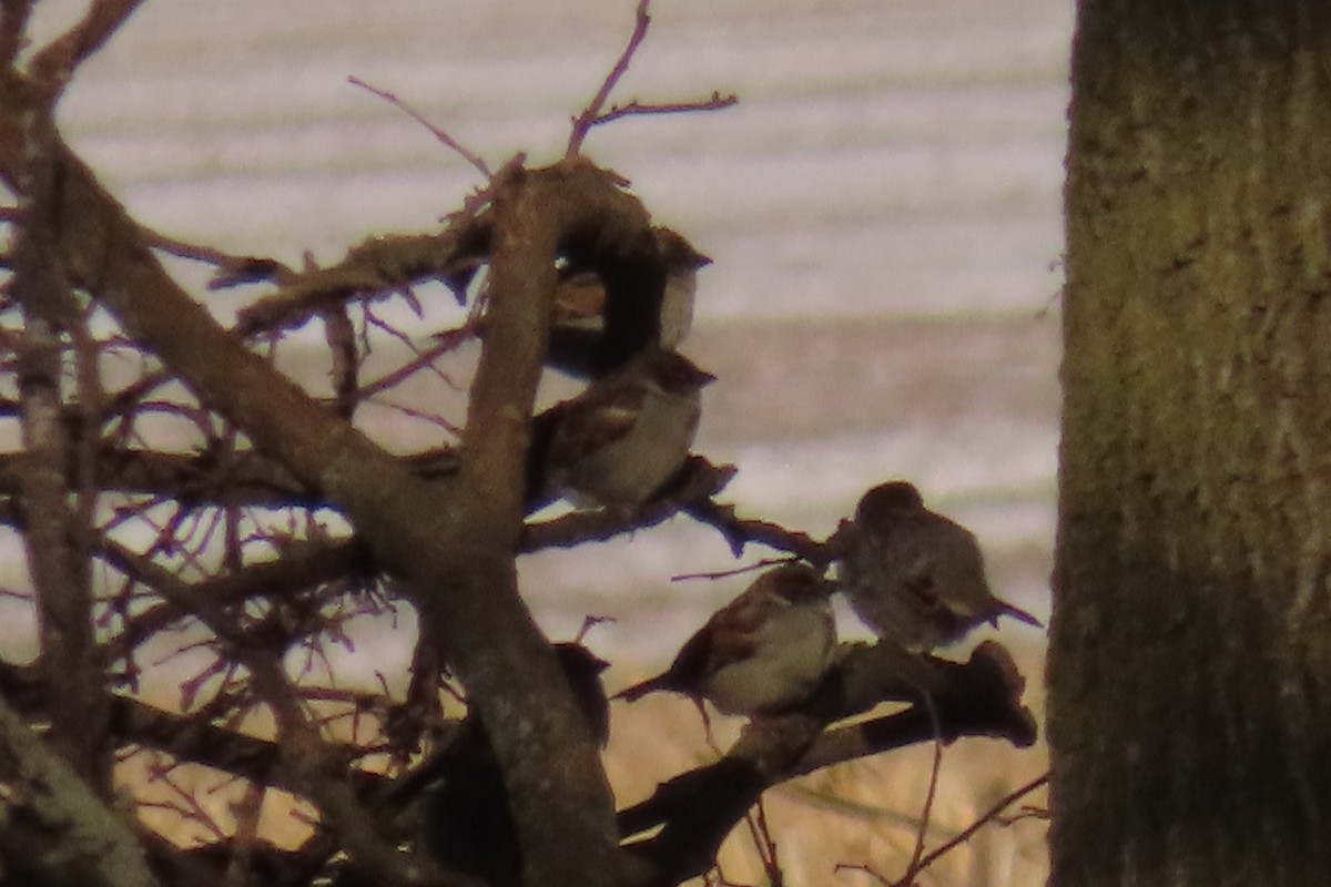 House Sparrow - ML408698451