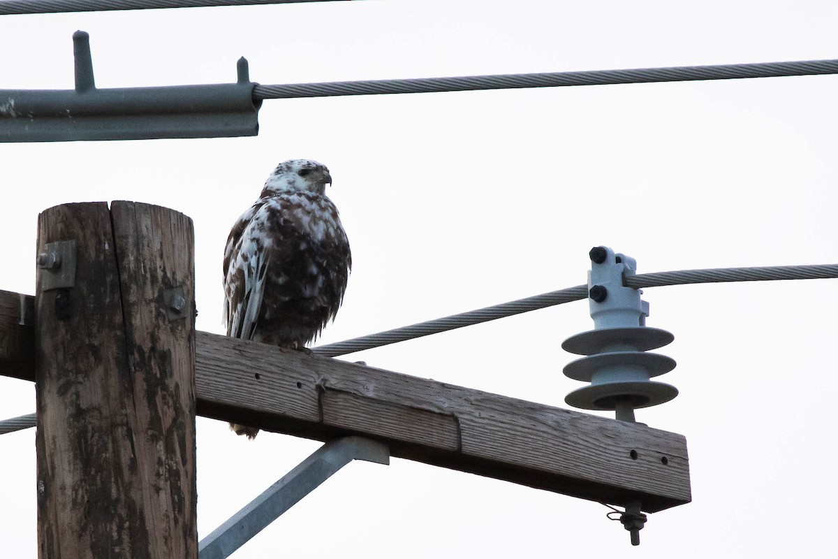 Red-tailed Hawk (calurus/alascensis) - ML408699111