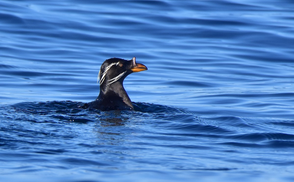 Rhinoceros Auklet - ML408700621