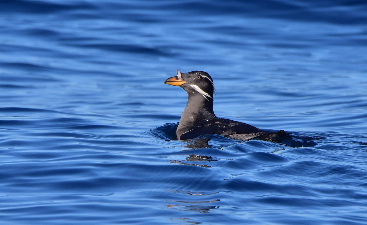 Rhinoceros Auklet - Dean Hester