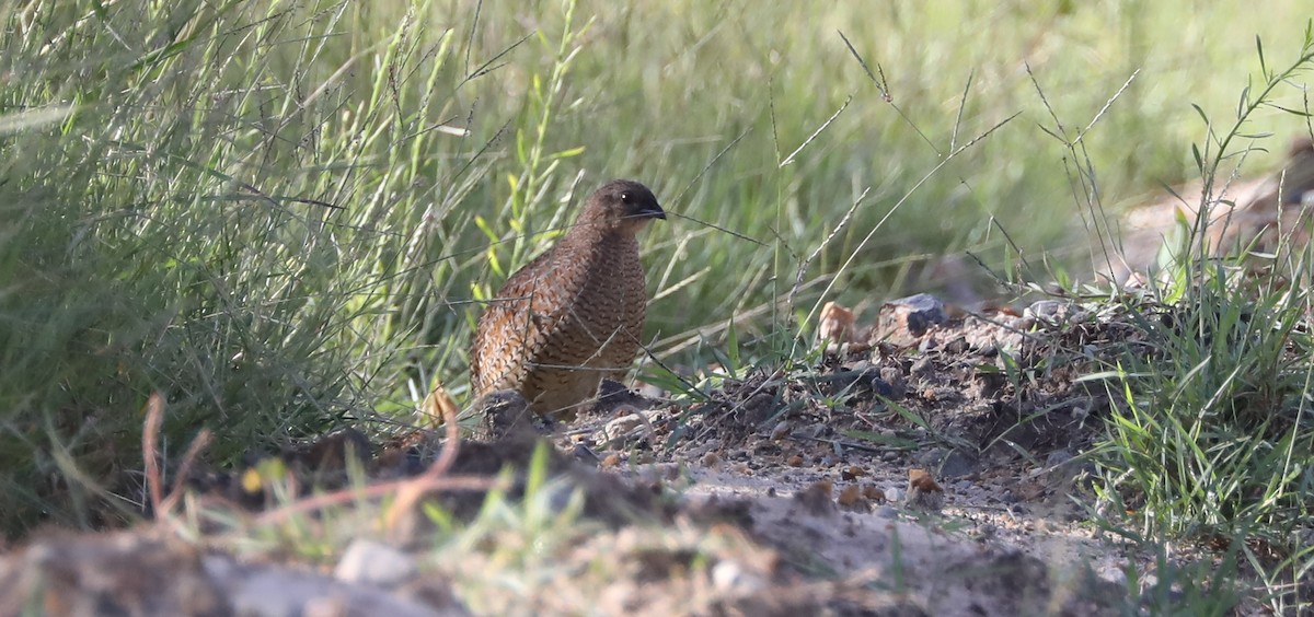 Brown Quail - Cheryl McIntyre