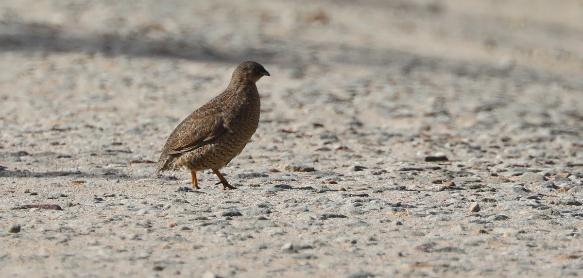 Brown Quail - Cheryl McIntyre