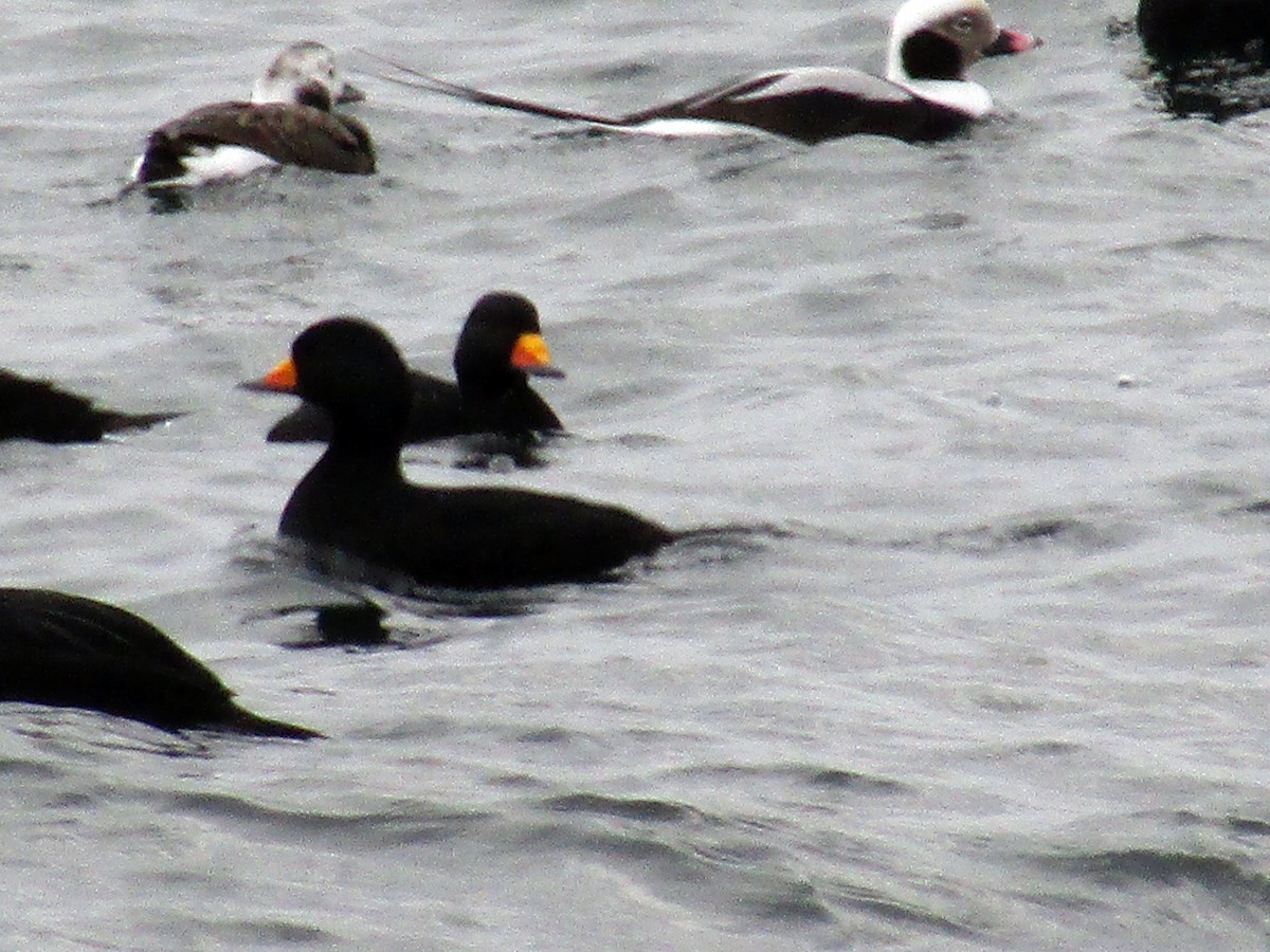 Long-tailed Duck - Heather Burns