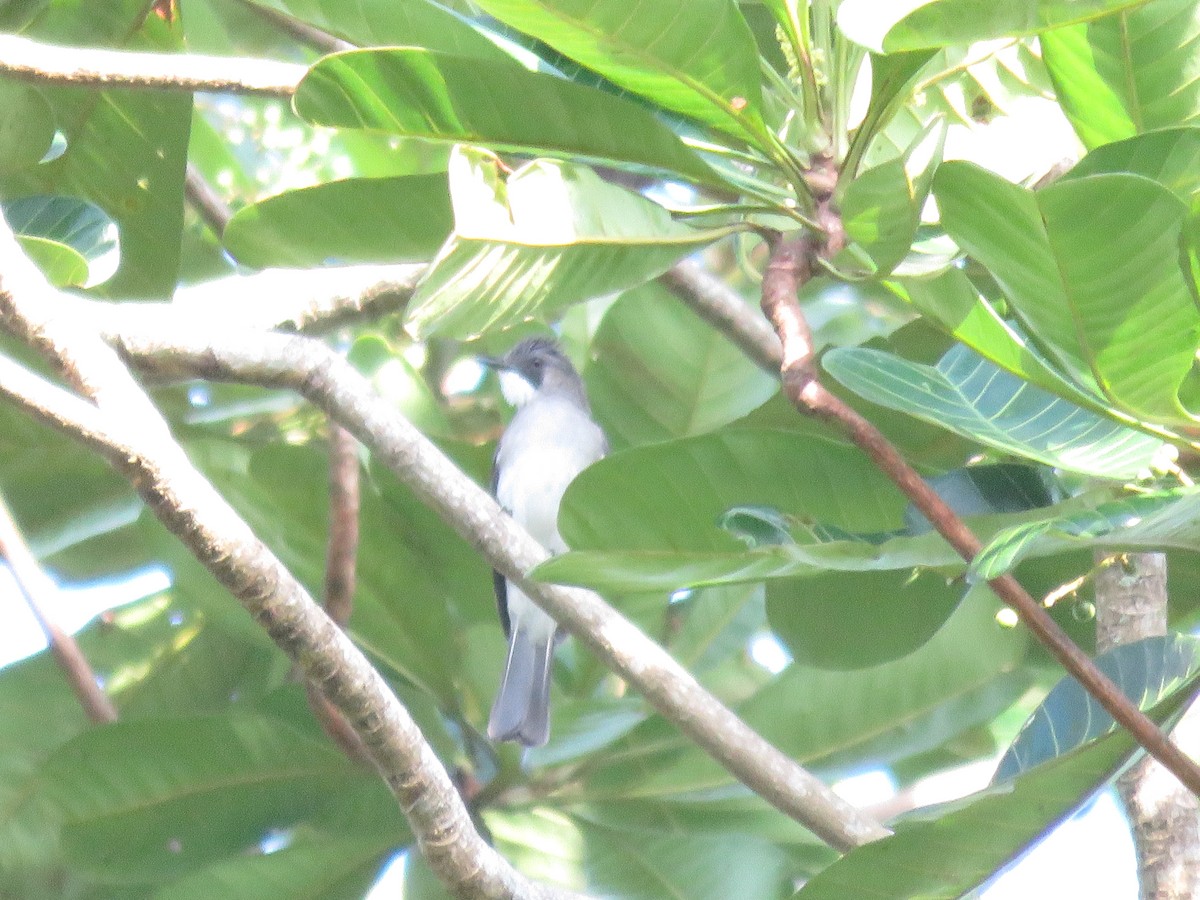 Cinereous Bulbul - ML408703491