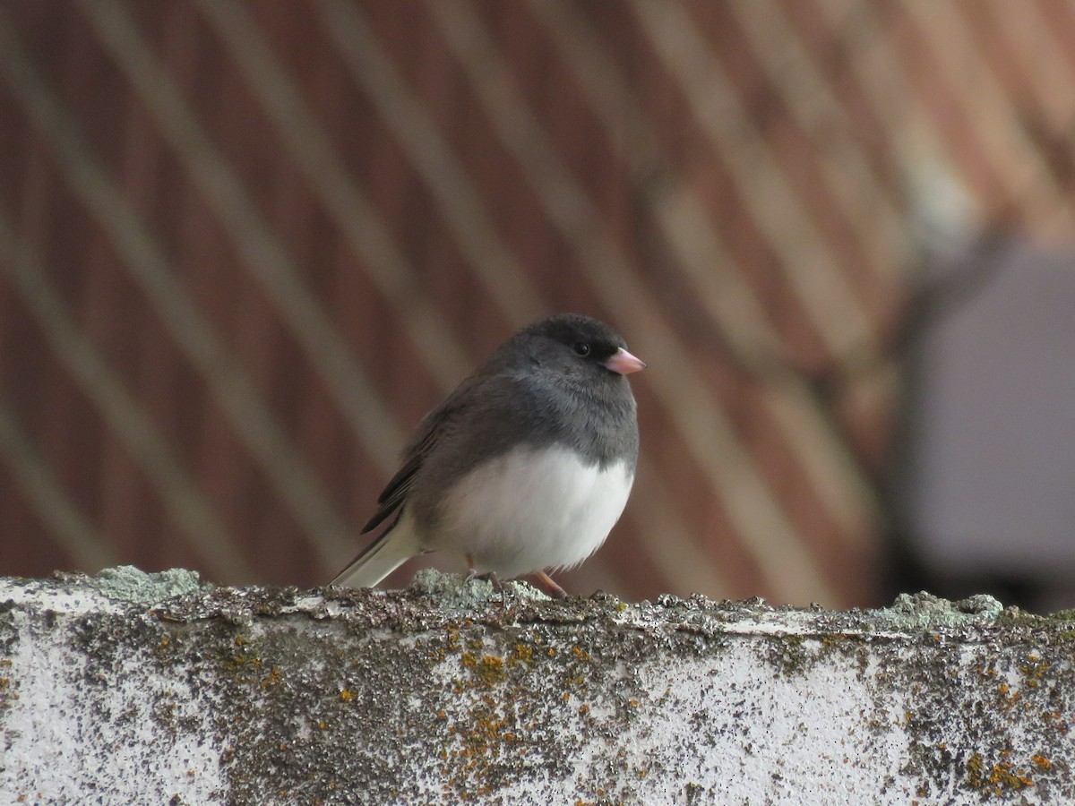 Dark-eyed Junco (Slate-colored) - ML408703811