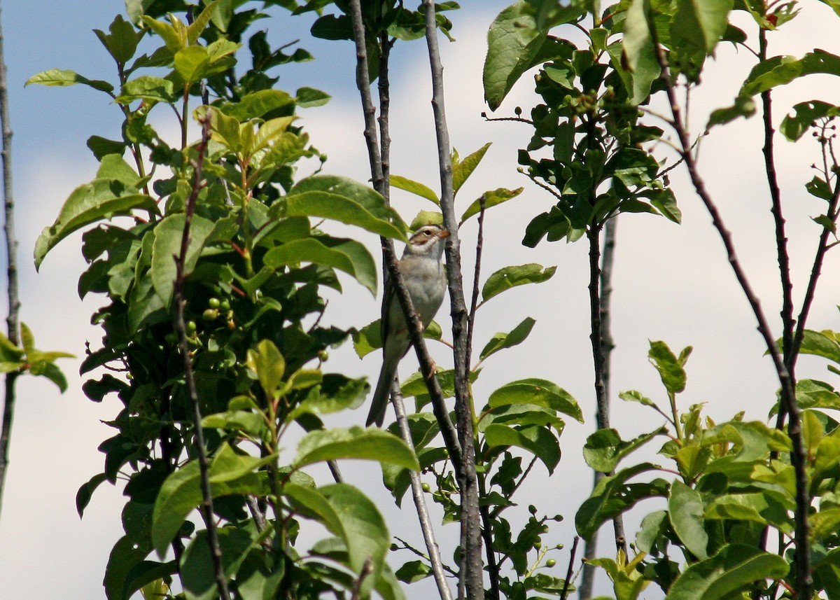 Clay-colored Sparrow - ML408704591
