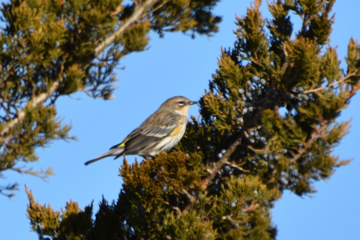 Yellow-rumped Warbler - ML408704931