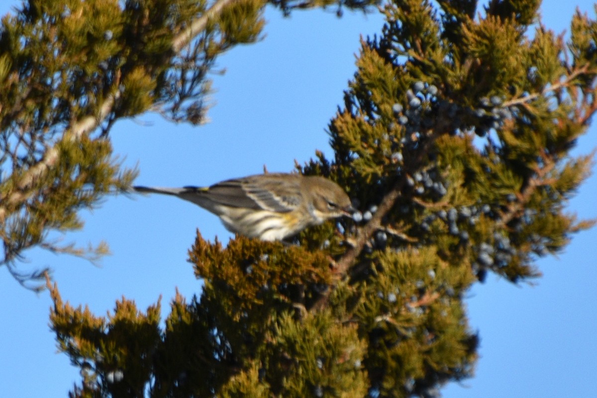 Yellow-rumped Warbler - ML408705021