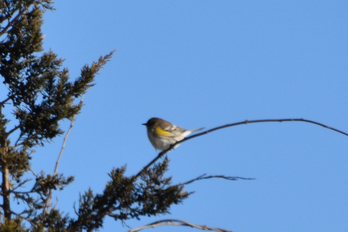 Yellow-rumped Warbler - ML408705081